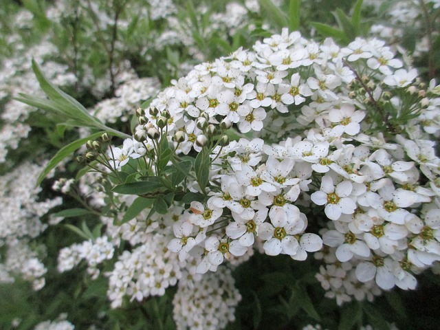 drobné bílé květy